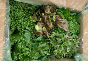 Large lettuce box